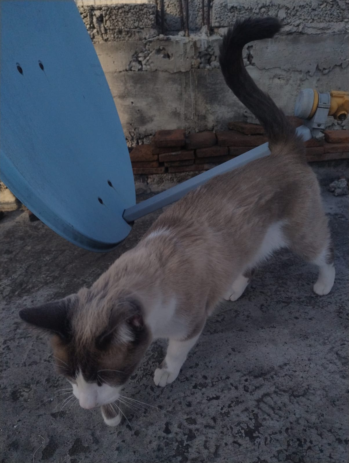 Gato salvaje en su entorno